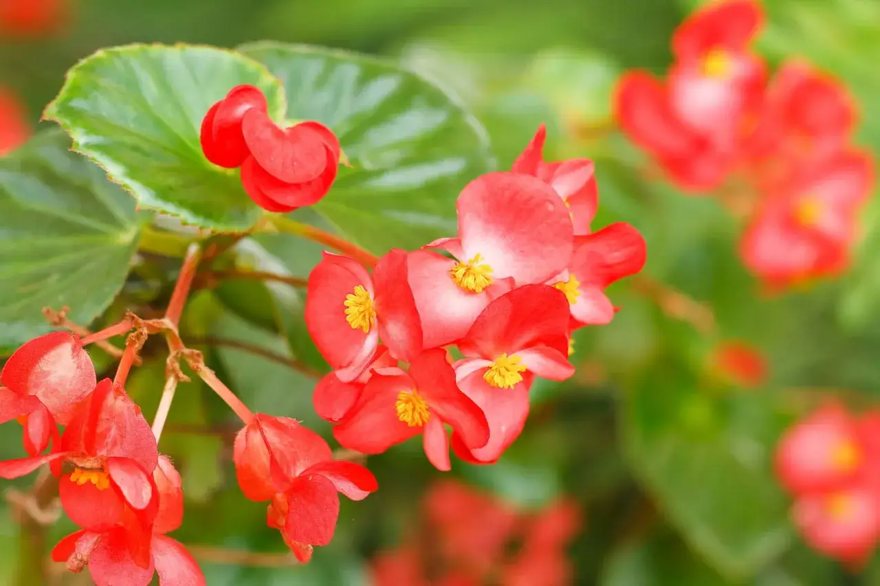 Fleurs de b&eacute;gonia rouges &eacute;clatantes, id&eacute;ales pour un entretien facile et un jardin color&eacute;.