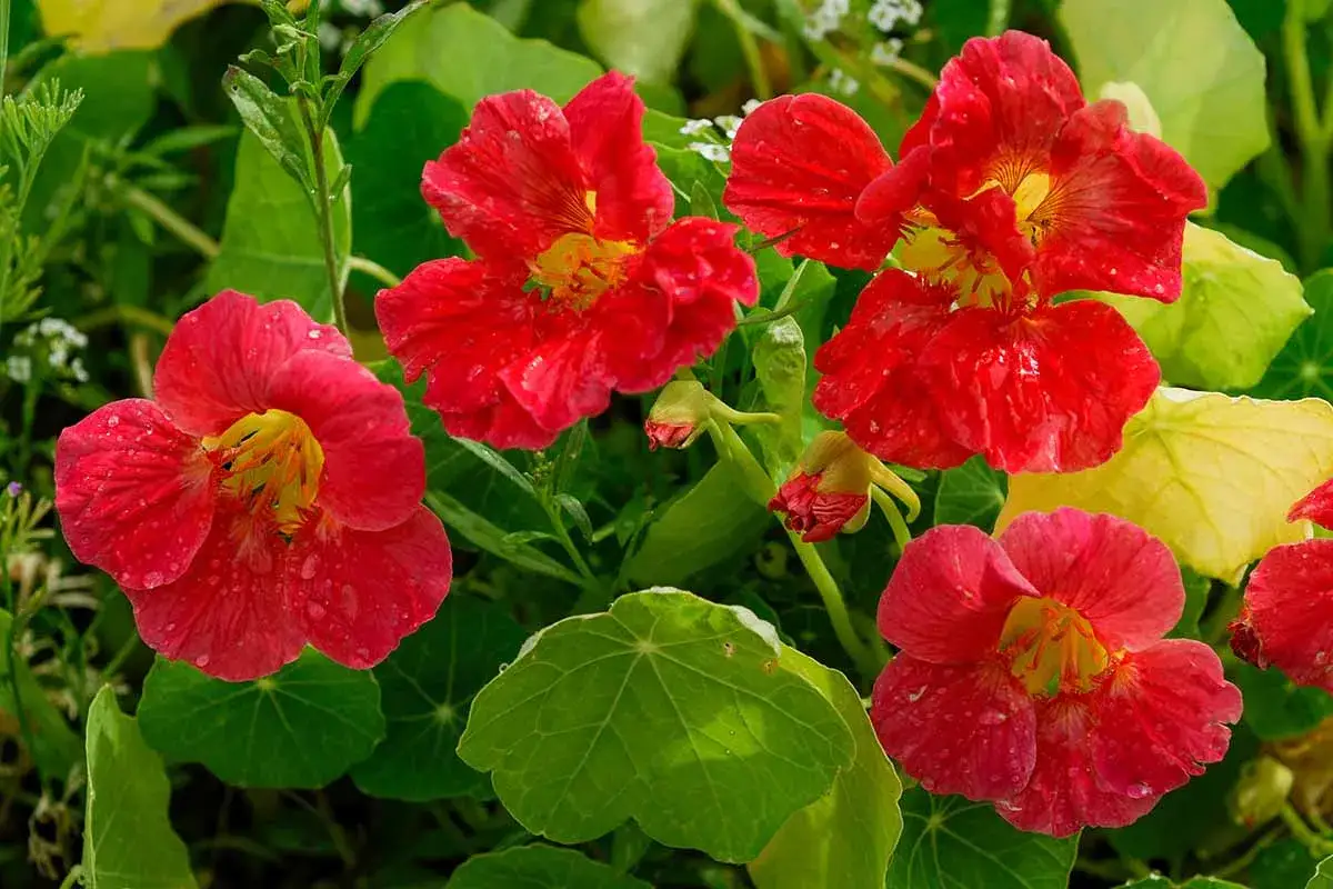 Fleurs rouges et roses de capucine comestible, parsem&eacute;es de gouttes de pluie, sur fond de feuilles vertes.