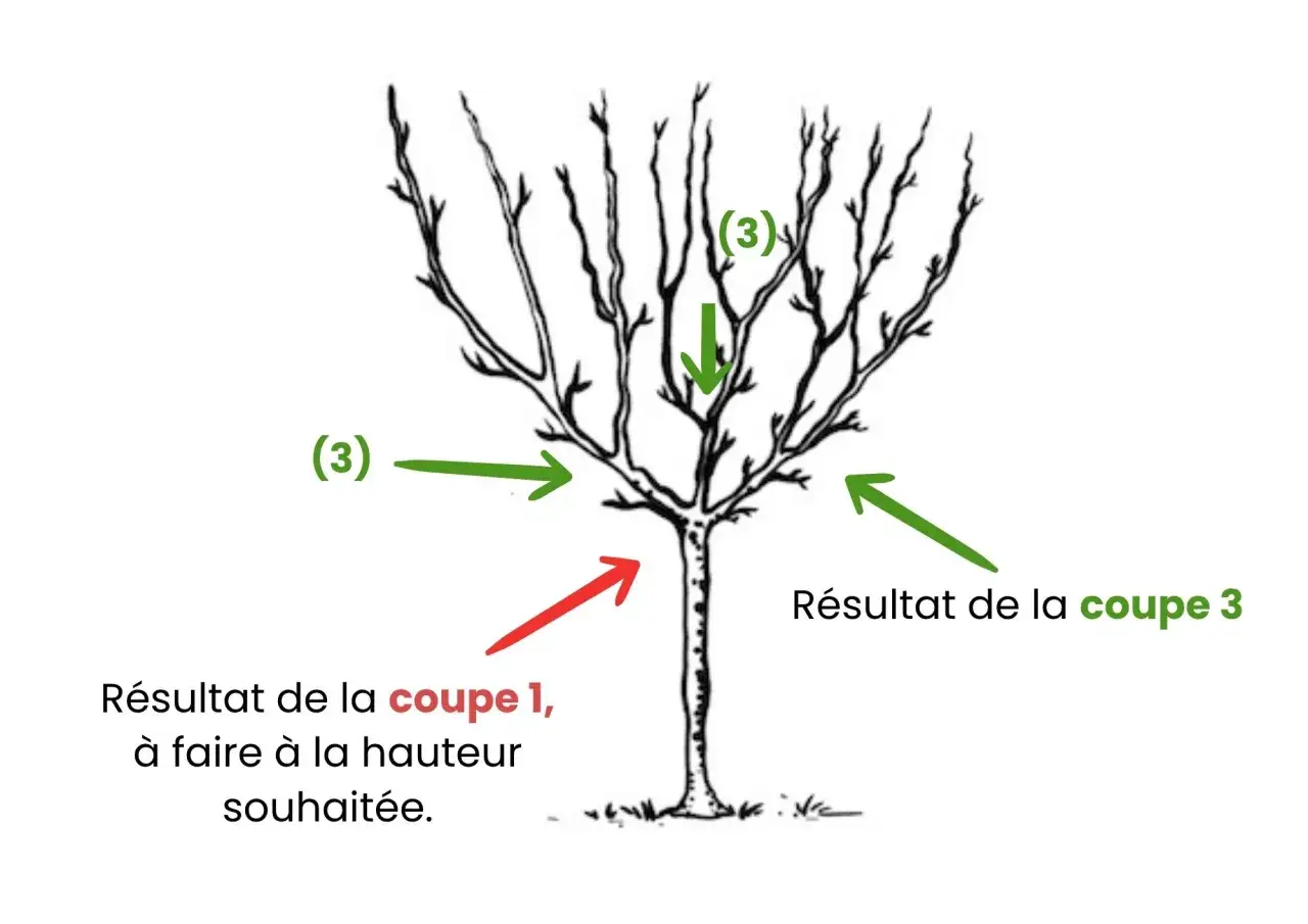 Illustration montrant la taille d'un cognassier, avec des flèches indiquant les coupes à effectuer pour une bonne croissance.