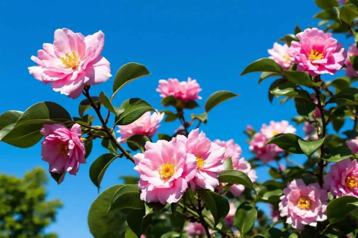 Fleurs de cam&eacute;lia roses &eacute;panouies sur fond de ciel bleu. La taille camelia est parfaite pour un jardin printanier.