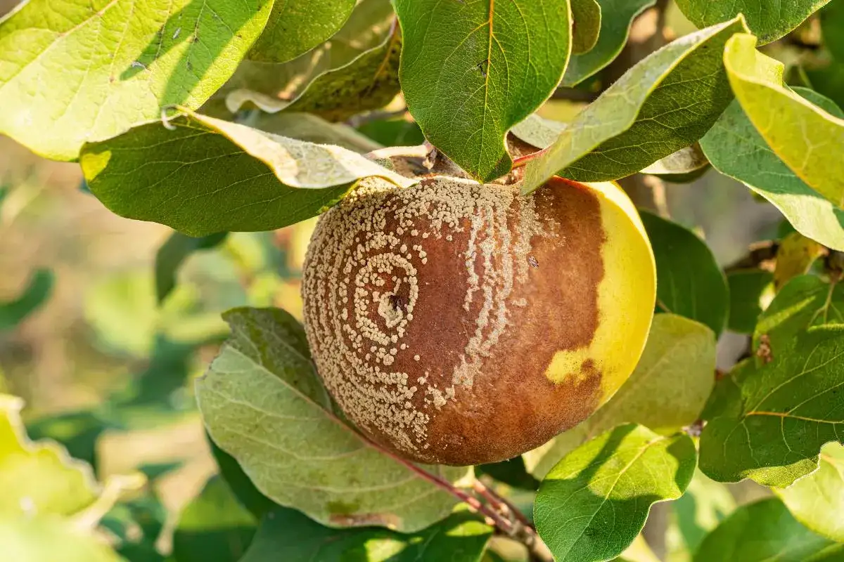 Abricot atteint de moniliose, présentant des taches brunes et des pustules fongiques. Les feuilles vertes entourent le fruit malade.