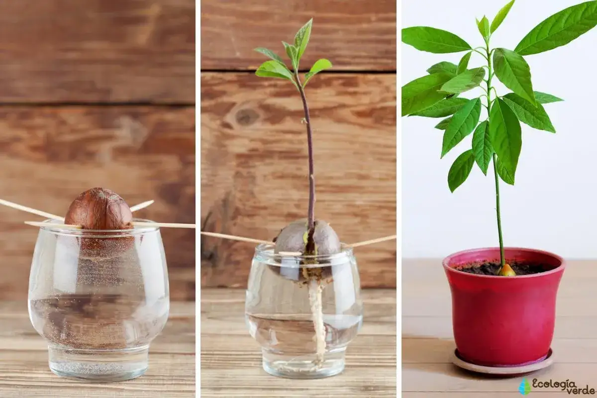 &Eacute;tapes pour faire pousser un avocat : un noyau dans l'eau, puis une jeune pousse avec racines, et enfin un plant dans un pot.