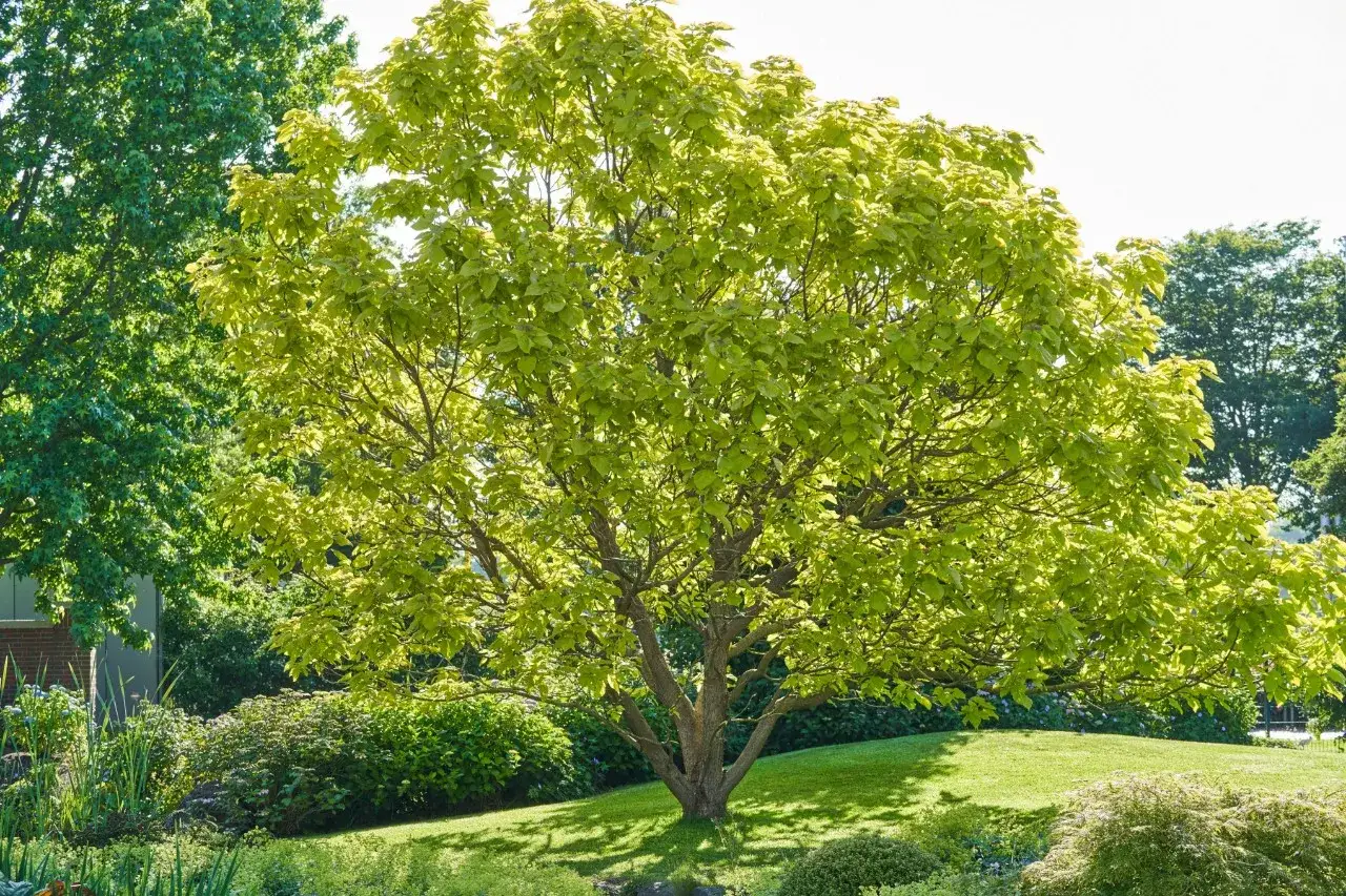 Un arbre majestueux aux feuilles vert clair illumine ce jardin paisible.
