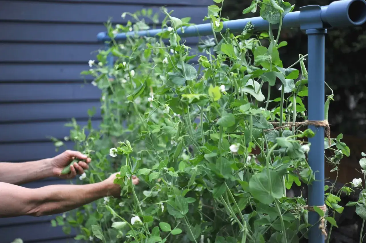 Des mains récoltent des petits pois sur une plante grimpante.