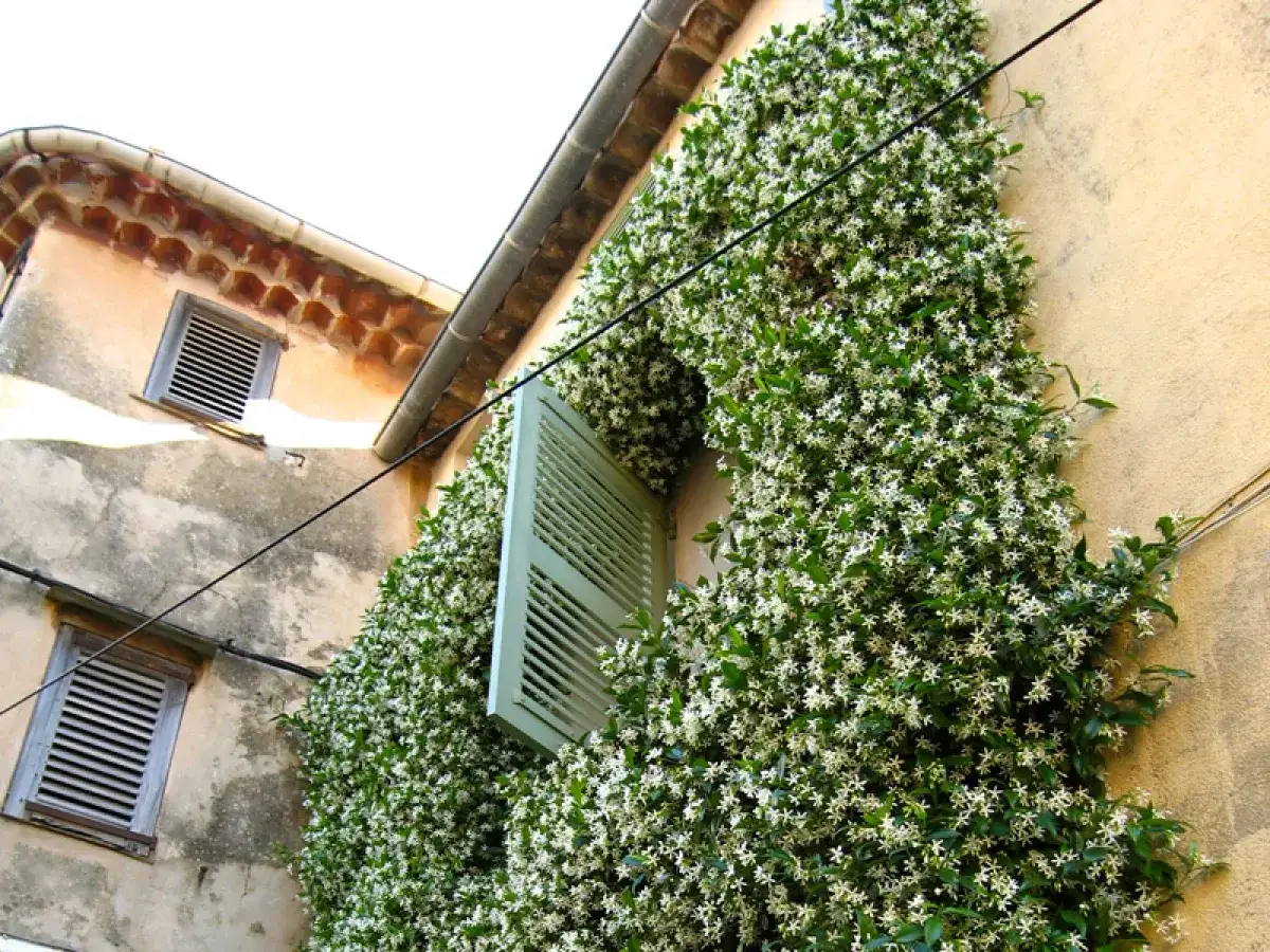 Le jasmin étoilé, en pleine croissance, envahit un mur de maison, cachant une fenêtre aux volets bleus.