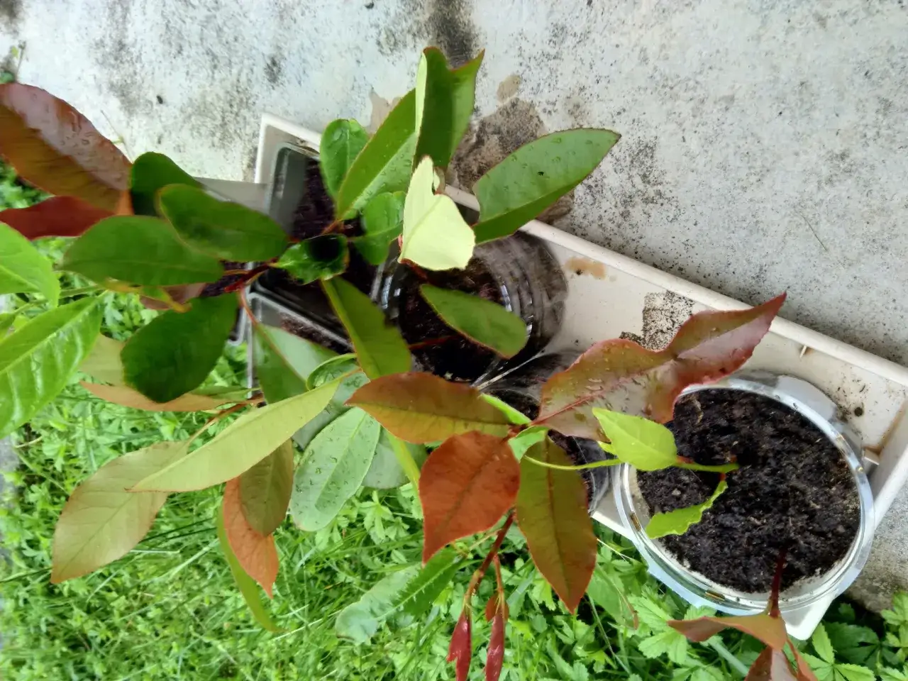 Plusieurs boutures de laurier cerise enracin&eacute;es dans des pots en plastique, certaines avec des feuilles vertes, d'autres avec des teintes rouille.