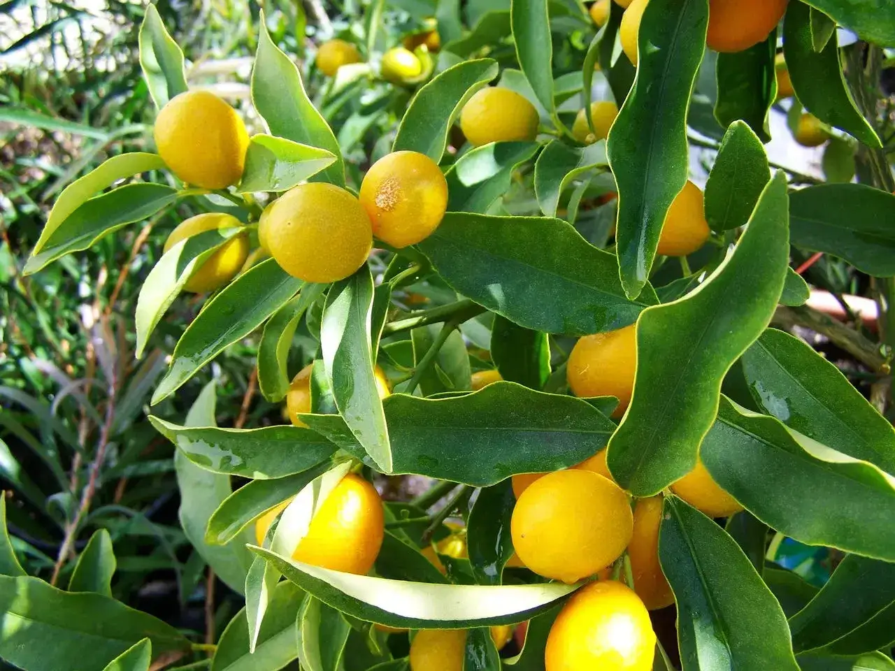 Citronnier aux fruits jaunes vifs, pr&ecirc;t &agrave; greffer. Les feuilles vertes luxuriantes entourent les petites agrumes.