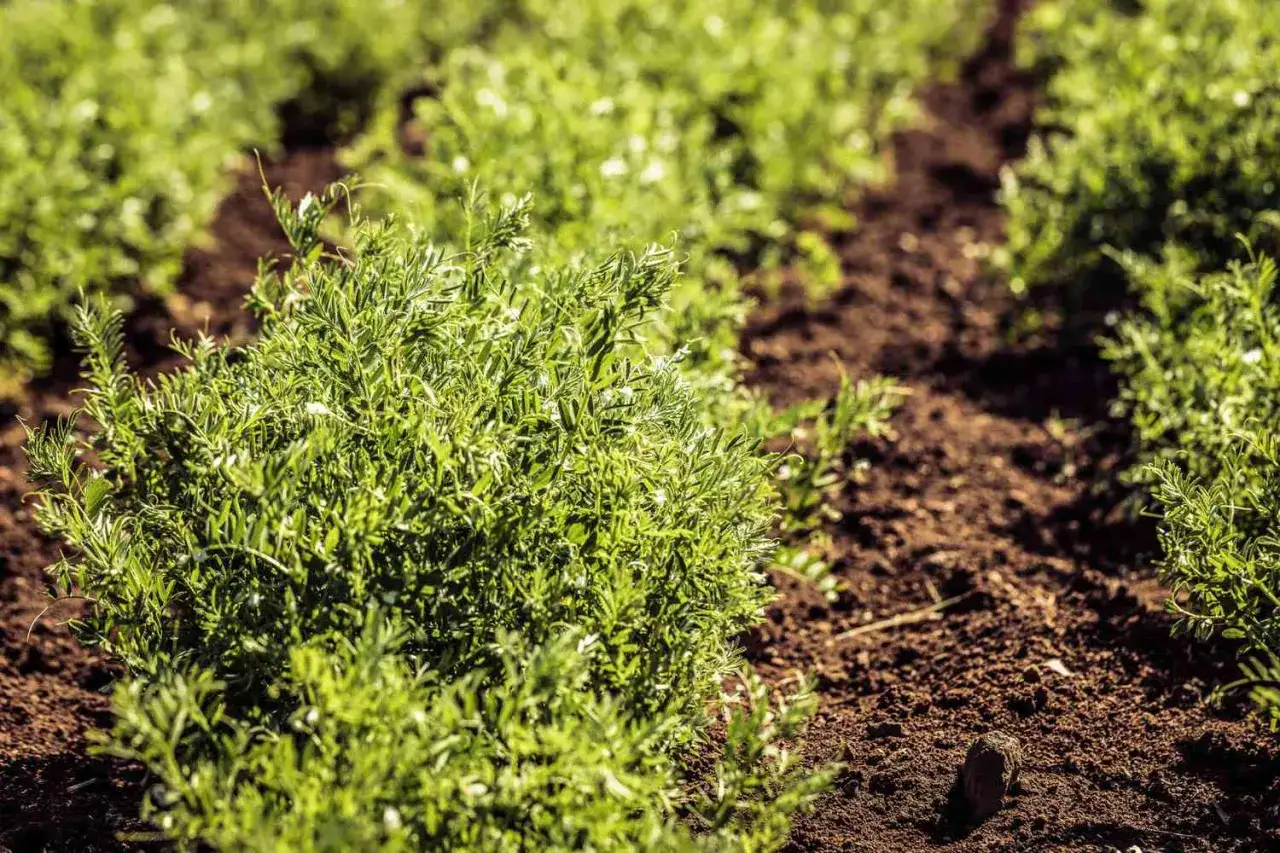 Un champ de lentilles en pleine croissance, les jeunes pousses vertes se déploient sur la terre brune.