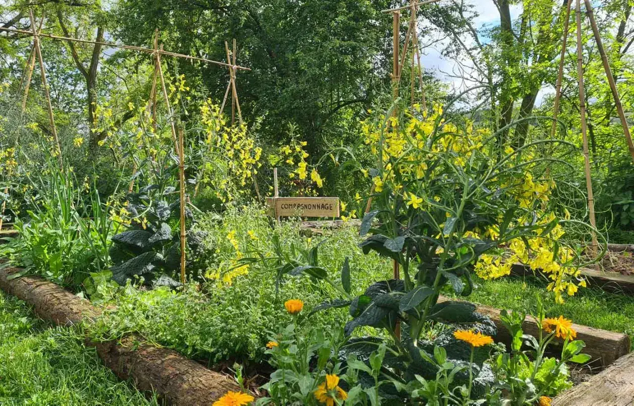 Un potager en permaculture luxuriant, avec des fleurs jaunes &eacute;clatantes, des l&eacute;gumes verts et des tuteurs en bambou.