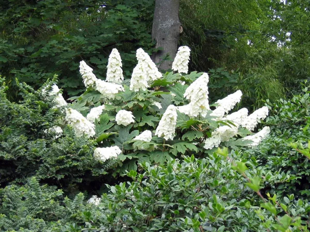 Un arbuste de hydrangea quercifolia aux grappes de fleurs blanches &eacute;rig&eacute;es, entour&eacute; de verdure luxuriante.