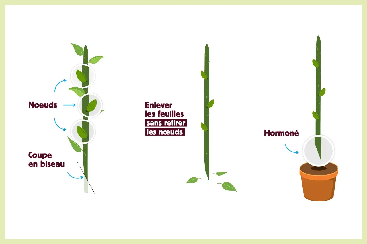 Illustration montrant comment faire une bouture : coupe en biseau, retrait des feuilles sans toucher les nœuds, puis application d'hormone avant plantation.