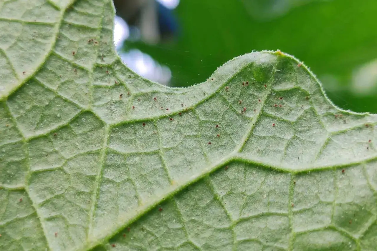 Feuille verte recouverte de minuscules points rouges, signe d'une infestation d'araign&eacute;es rouges n&eacute;cessitant un traitement.
