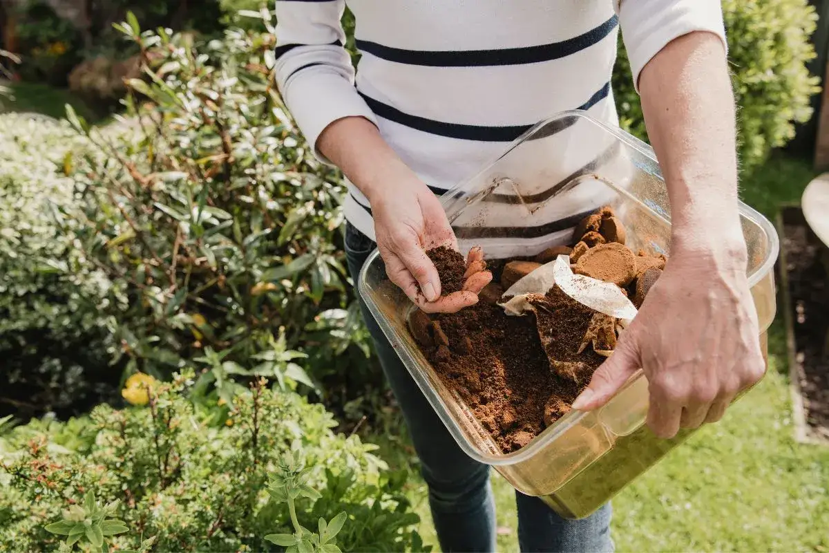 Une personne tient un bac rempli de marc de caf&eacute;, pr&ecirc;t &agrave; enrichir le jardin.