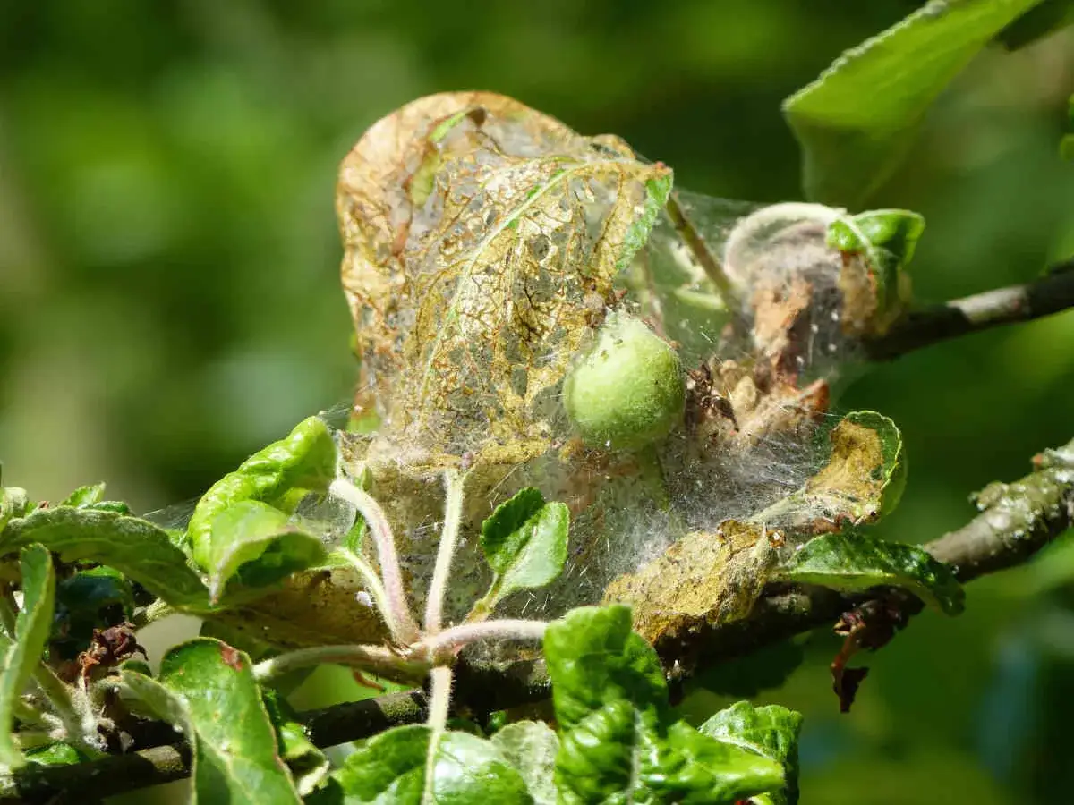 Nid de chenille sur pommier, un signe de défoliation. Un traitement naturel est nécessaire pour protéger l'arbre.