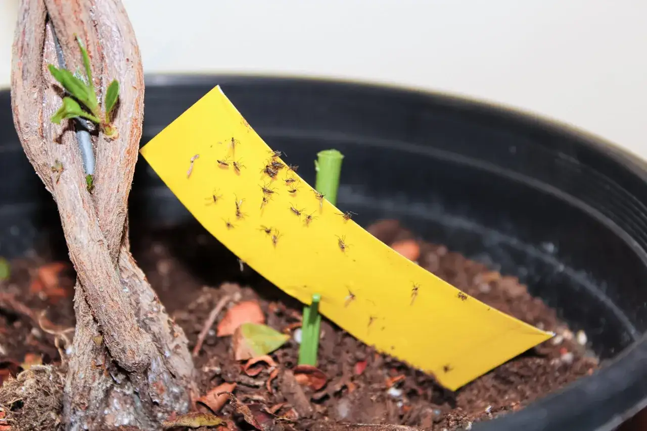 Un piège jaune collant attire de nombreux moucherons, une méthode efficace pour savoir comment se débarrasser des moucherons dans les plantes.