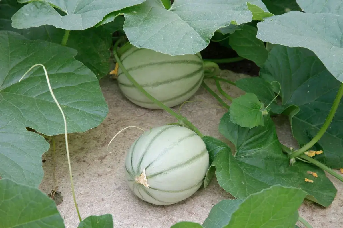 Deux jeunes melons, symboles de la culture melon, poussent sur leur plant, entourés de grandes feuilles vertes.