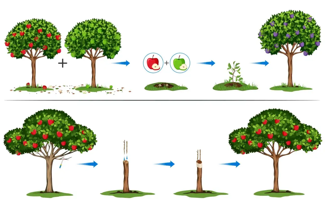 Illustration montrant comment greffer un pommier : deux arbres, des greffons, un jeune plant, puis un arbre fruitier.
