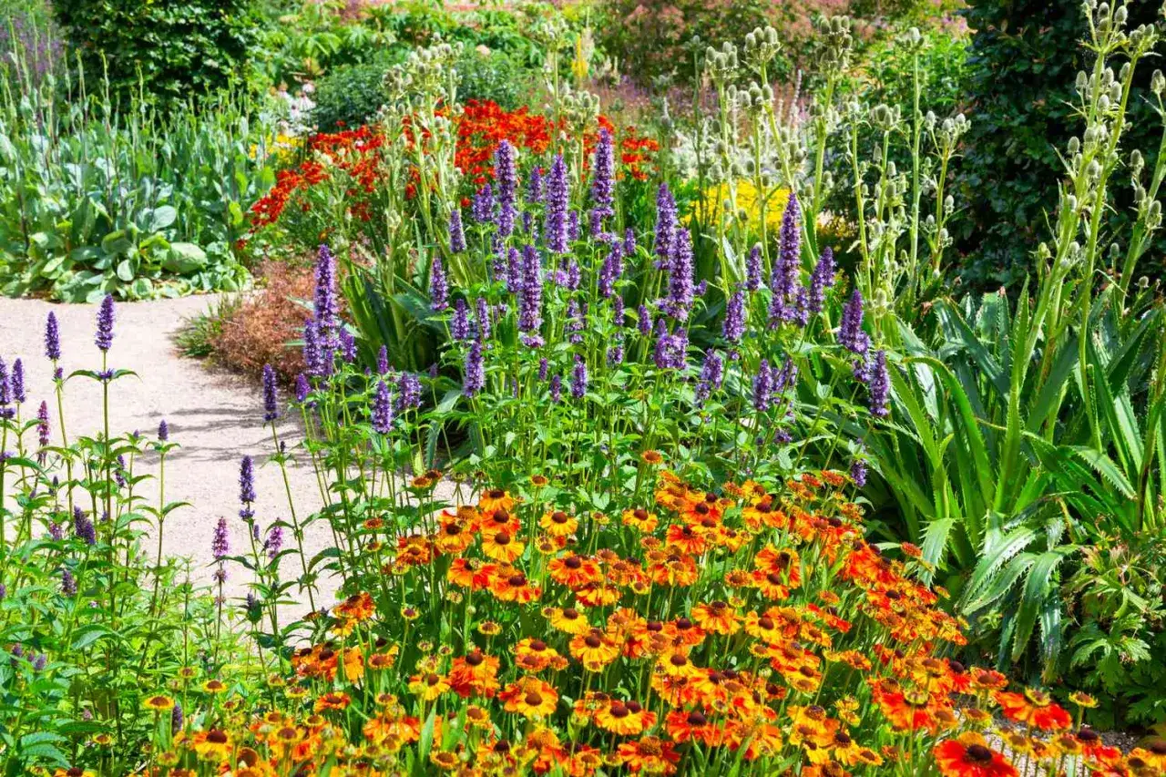 Un parterre coloré avec des fleurs d'automne, des hélénies orange et jaunes, et des épis de lavande.