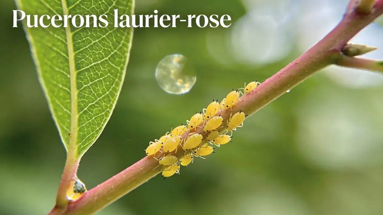 Une colonie de pucerons jaunes se nourrit sur une tige de laurier-rose.