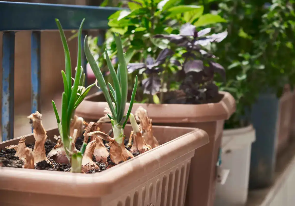 Jeunes pousses d'oignons dans un pot. Id&eacute;al pour savoir que planter apr&egrave;s les oignons, comme du basilic ou d'autres herbes aromatiques.
