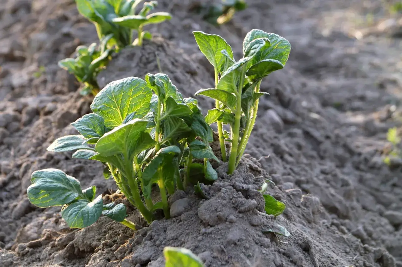 Jeunes pousses de pomme de terre dans un champ, montrant un espacement idéal pour leur croissance.