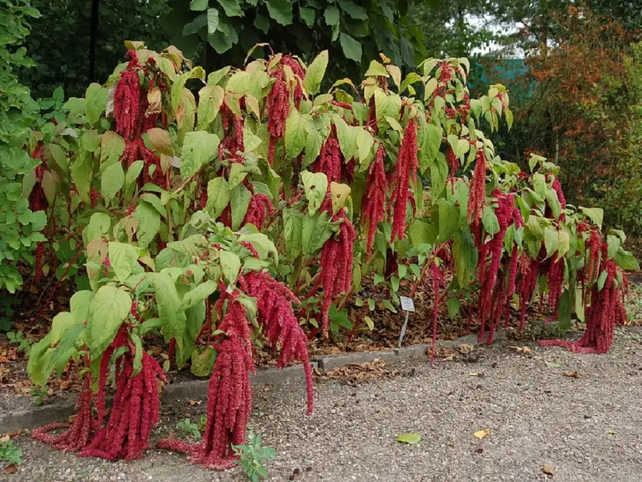 Un buisson d'amarante fleur aux grappes rouges tombantes, se dresse fièrement dans un jardin.