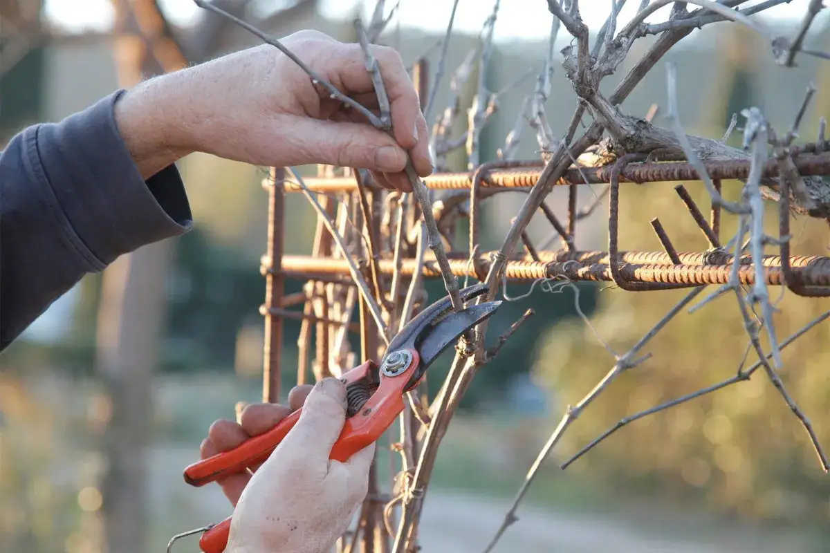 Main d'un viticulteur taillant la vigne avec des s&eacute;cateurs. L'art de la culture de la vigne se r&eacute;v&egrave;le dans ce geste pr&eacute;cis.