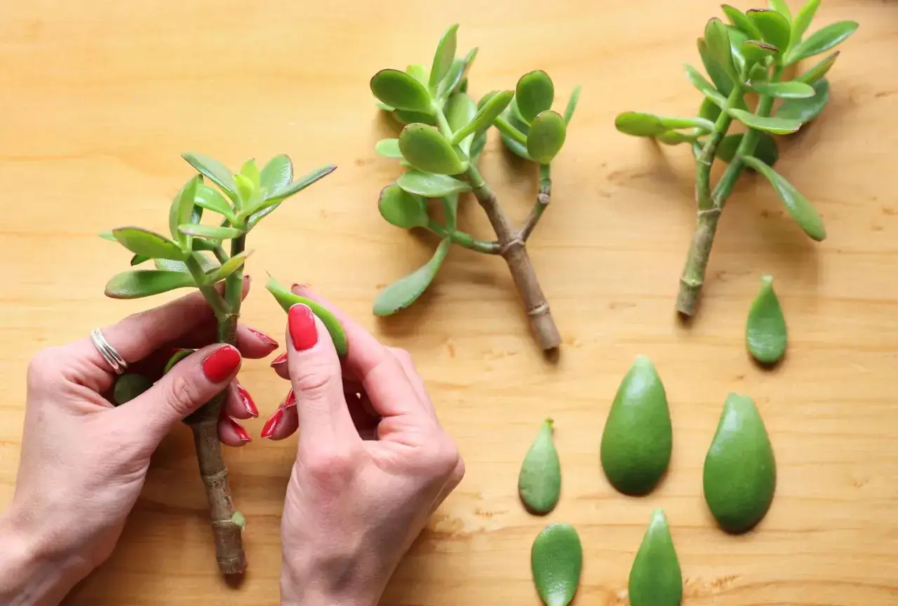 Mains aux ongles rouges pr&eacute;parant une bouture plante grasse. Des feuilles et des tiges sont dispos&eacute;es sur un fond en bois.