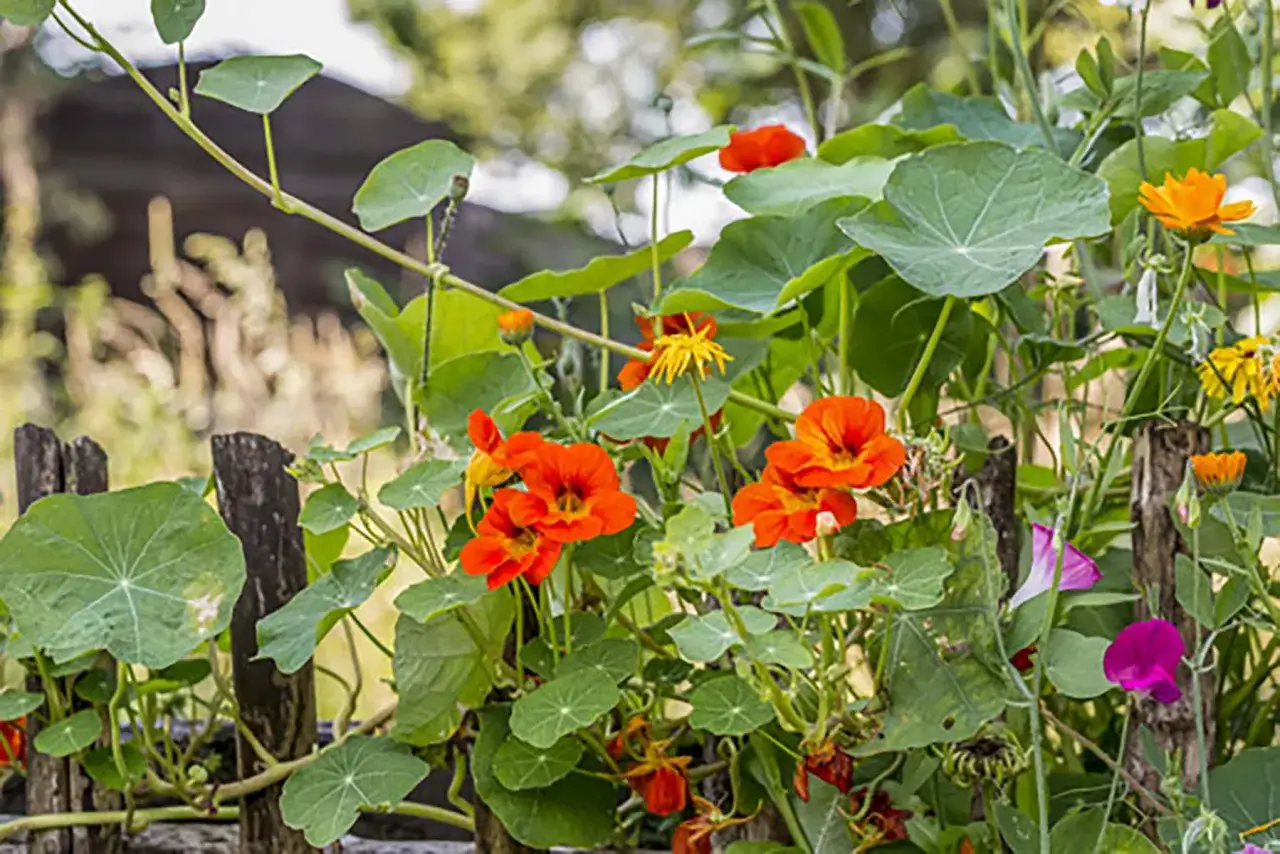 Capucines comestibles aux couleurs vives s'&eacute;panouissent sur une vieille cl&ocirc;ture en bois, leurs feuilles rondes et leurs fleurs orang&eacute;es et jaunes ajoutent une touche de couleur au jardin.