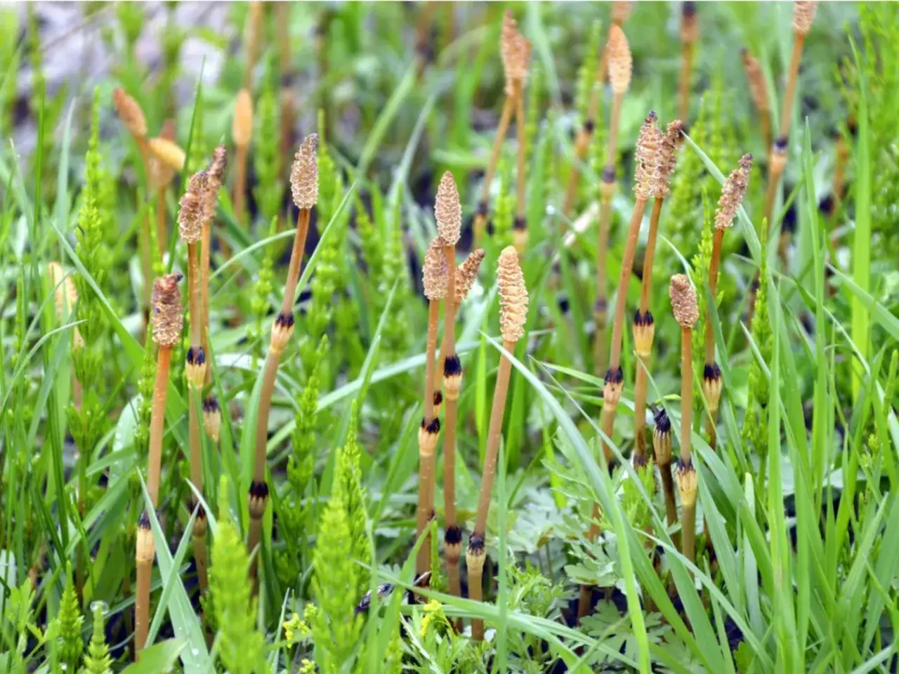 Champ de pr&ecirc;le des champs, avec ses tiges brunes coniques et ses jeunes pousses vertes feuillues.