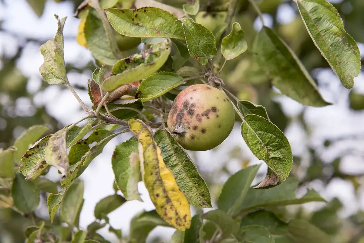 Une pomme verte sur une branche, présentant des taches sombres, et des feuilles jaunies et tachetées, illustrant des maladies du pommier.
