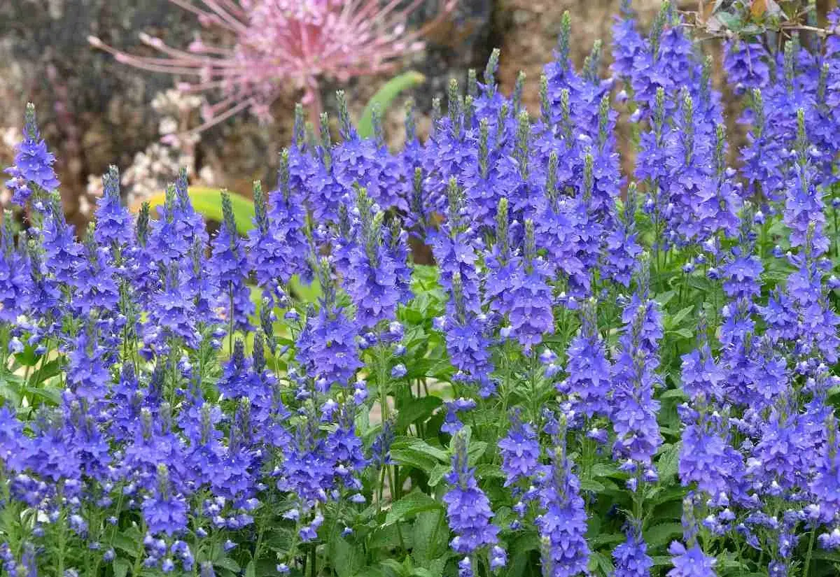 Un champ de plante veronique aux fleurs bleues &eacute;clatantes, avec une plante rose floue en arri&egrave;re-plan.