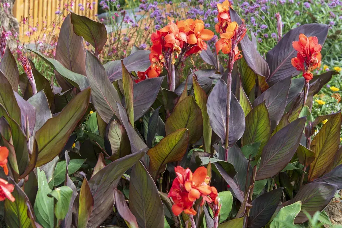 Plante canna aux feuilles pourpres et fleurs orange vif, un spectacle estival éclatant.