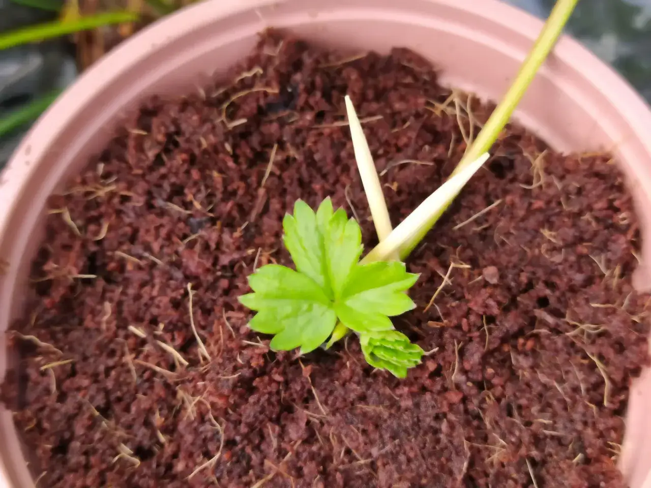 Un jeune stolon fraisier, prêt à s'enraciner dans la terre humide.