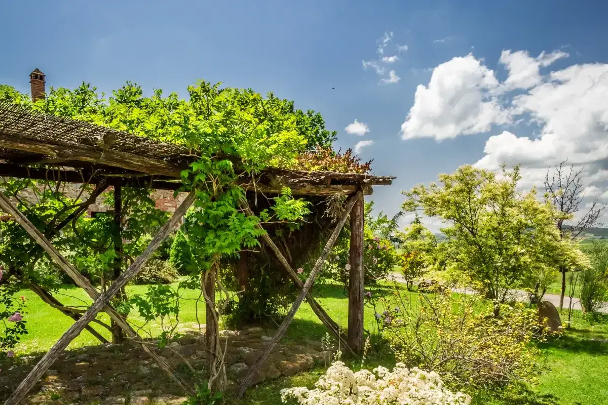 Vigne sans fruit pour pergola, luxuriante et verte, offrant une ombre bienvenue sous un ciel bleu d'été.