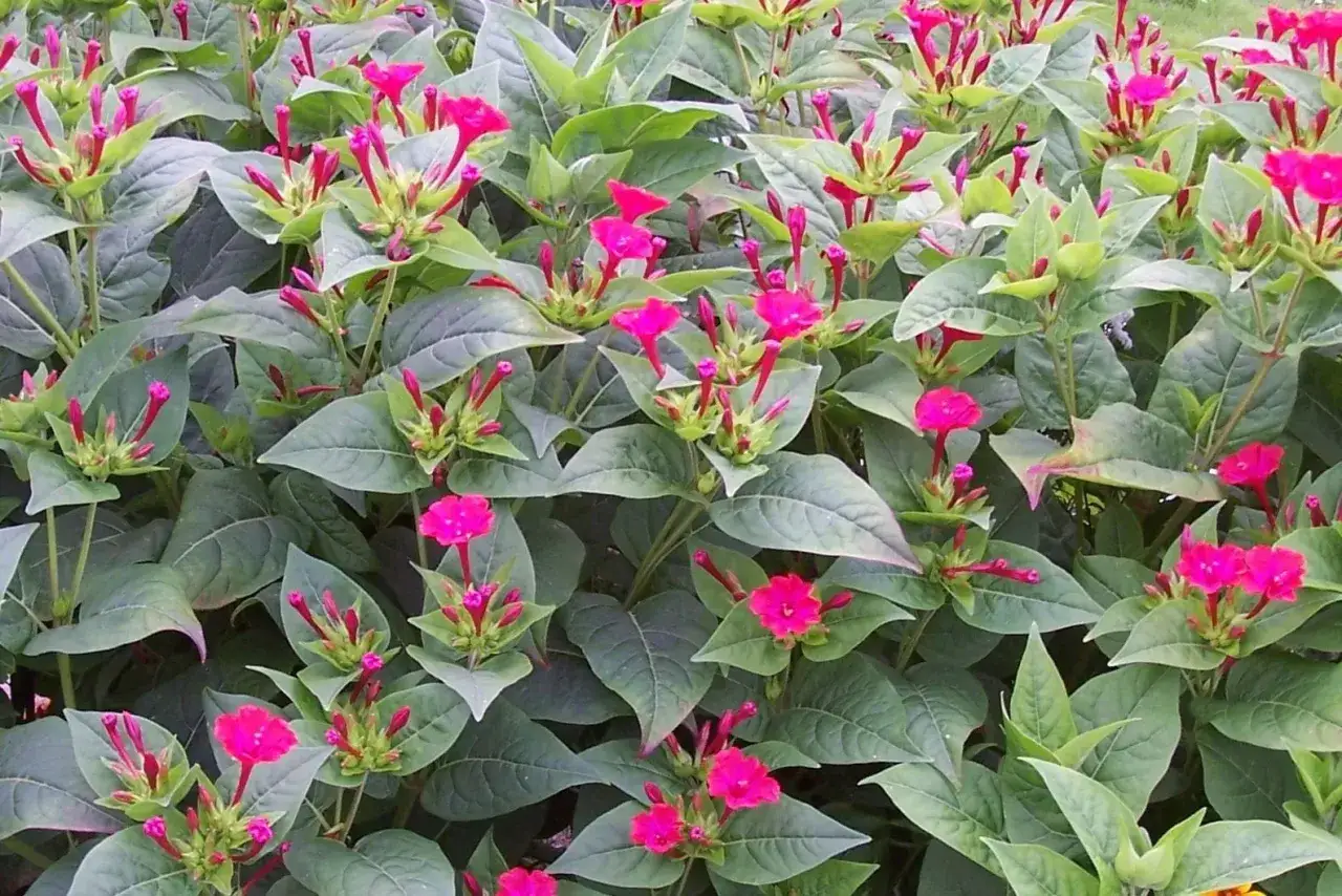 Un parterre de fleurs roses éclatantes, une plante qui fleurit toute l'année, avec de nombreuses fleurs ouvertes et des boutons prêts à éclore.