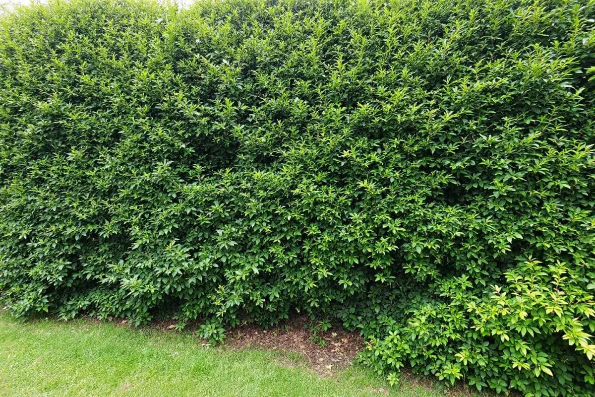 Une dense haie anti bruit, d'un vert luxuriant, borde une pelouse soign&eacute;e.