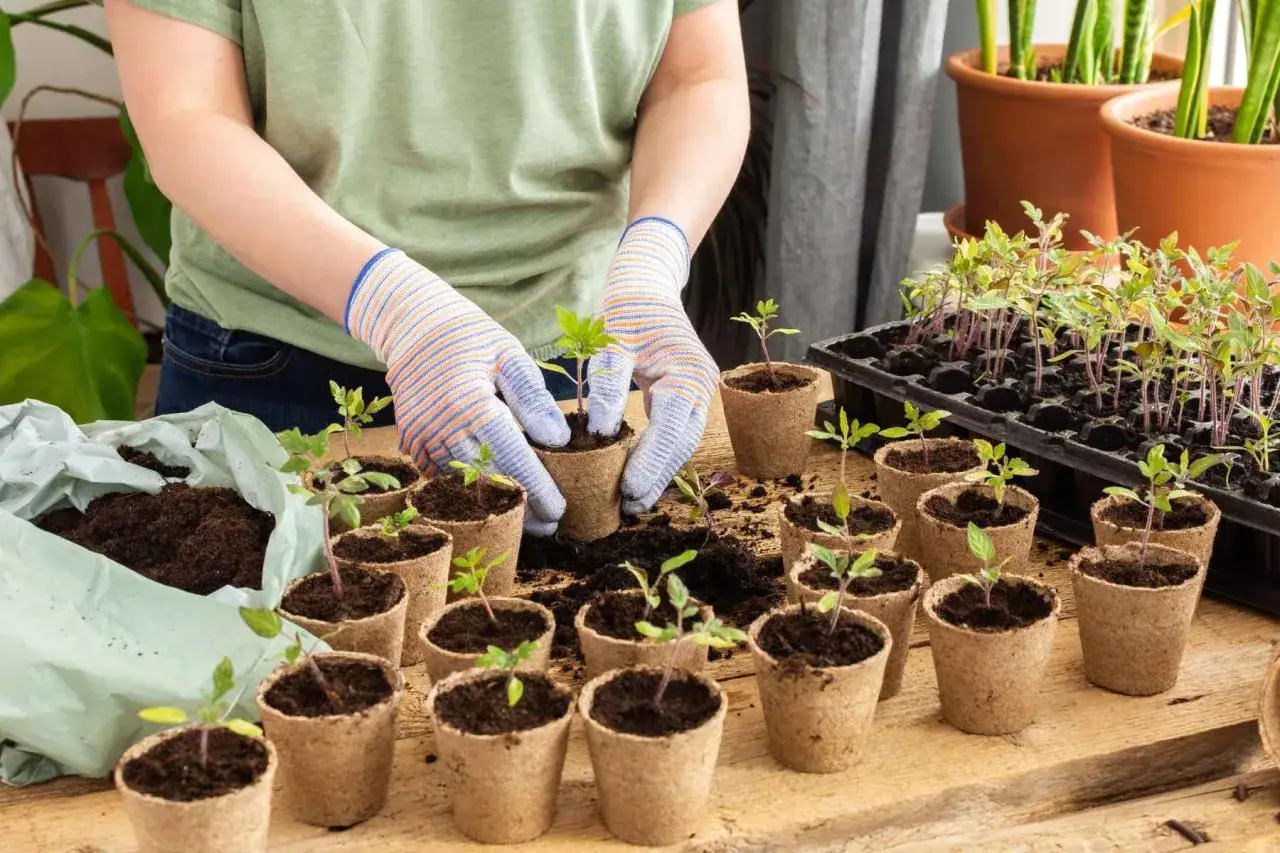 Mains gant&eacute;es plantant des semis de tomates dans des pots en tourbe. Une jardini&egrave;re de jeunes plants est visible &agrave; l'arri&egrave;re.