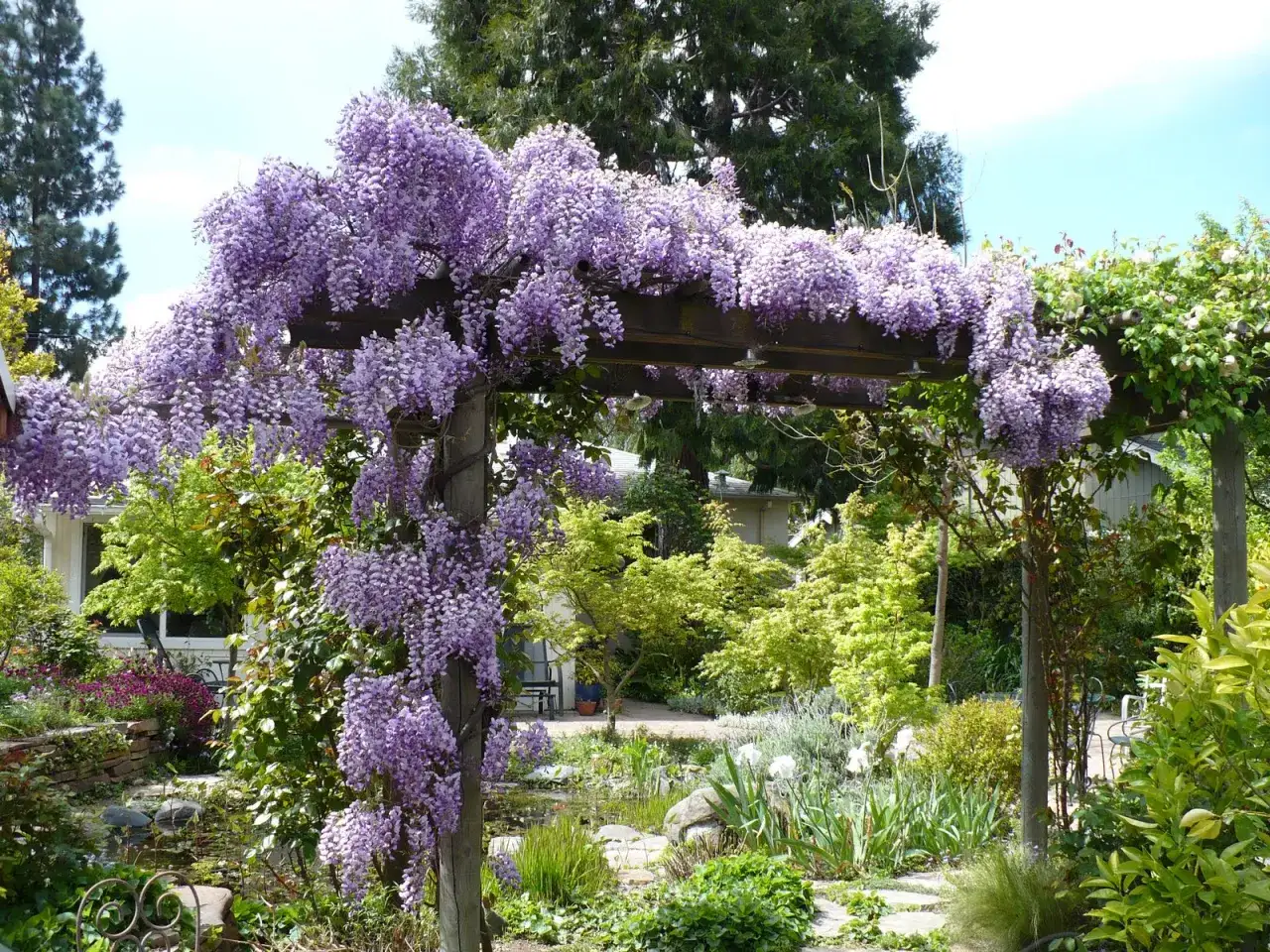 Un magnifique glycine arbre drape un pergola en bois, ses grappes violettes tombant en cascade sur un jardin luxuriant avec un &eacute;tang.