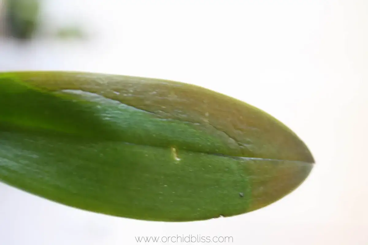 Feuille d'orchidée présentant des zones brunâtres, signe potentiel de maladie des orchidées.
