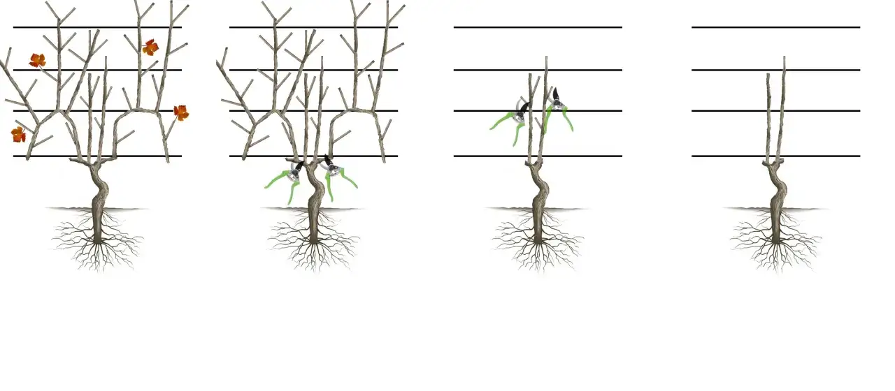 Illustration du cours de taille de la vigne : de la vigne feuillue &agrave; la taille s&eacute;v&egrave;re.