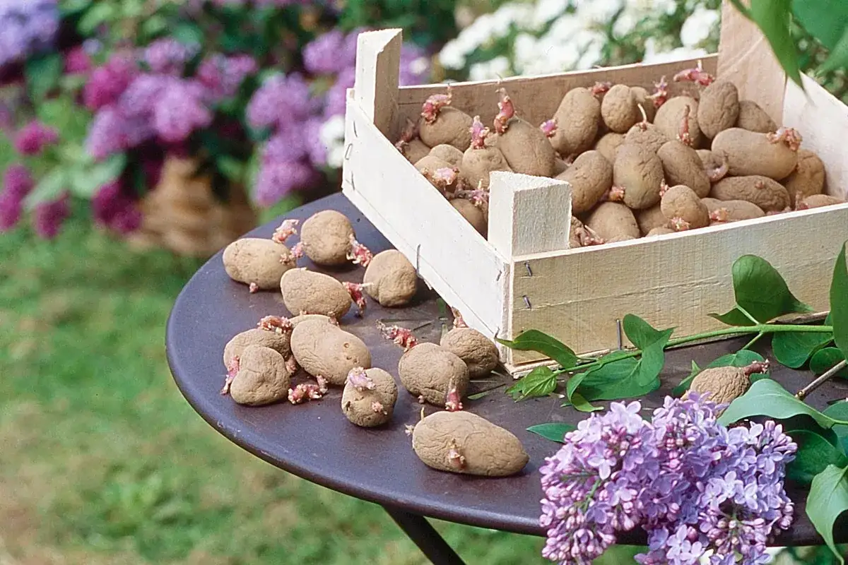 Une caisse en bois déborde d'une variété de pommes de terre germées, certaines posées sur une table avec des fleurs de lilas.
