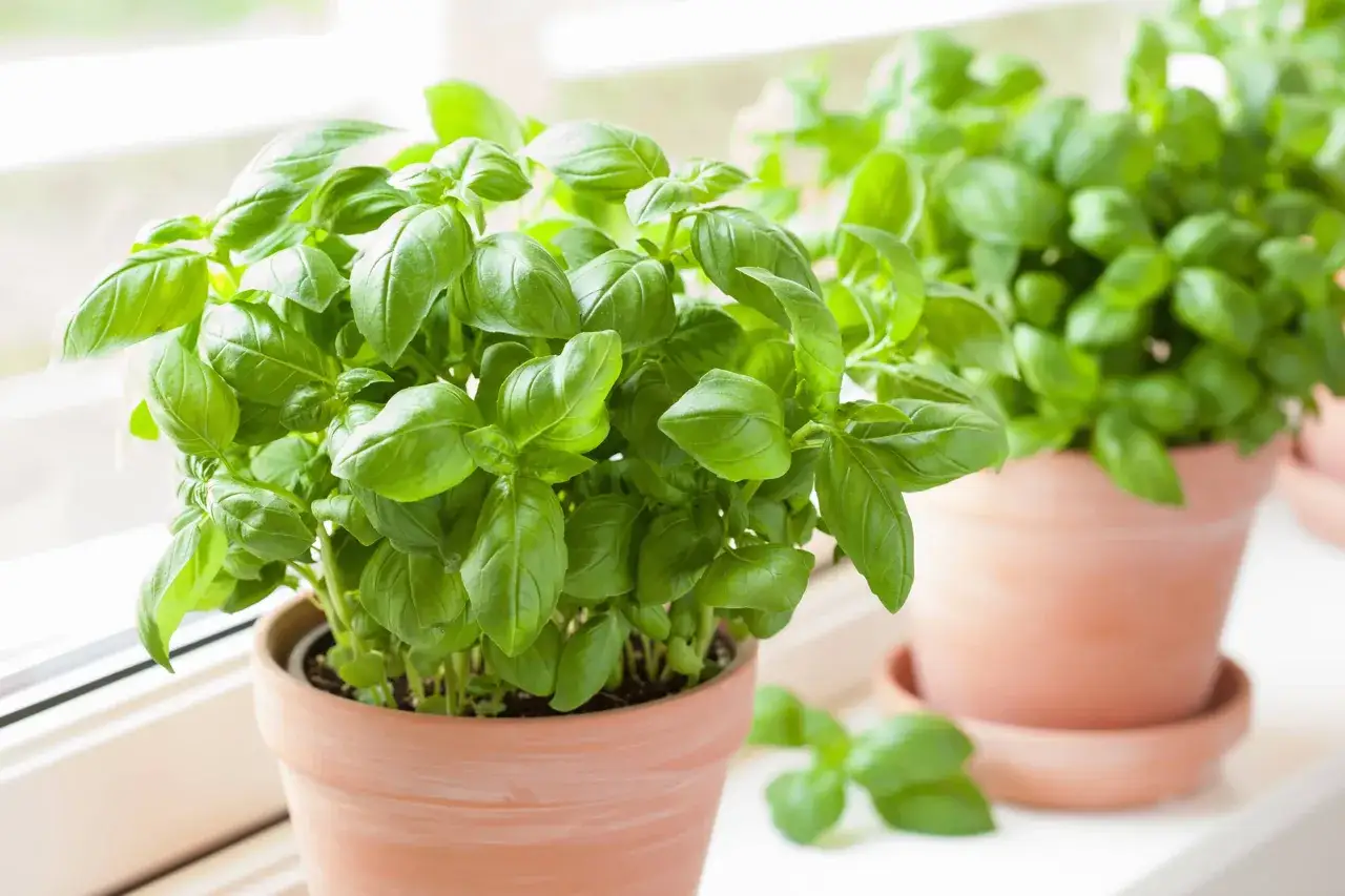 Plante basilic luxuriante dans un pot en terre cuite, pr&ecirc;te &agrave; parfumer vos plats.