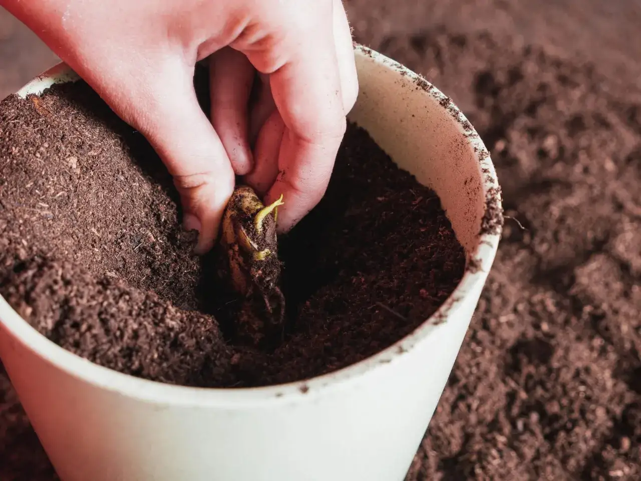 Main d'enfant plantant un noyau de mangue germ&eacute; dans un pot rempli de terreau.