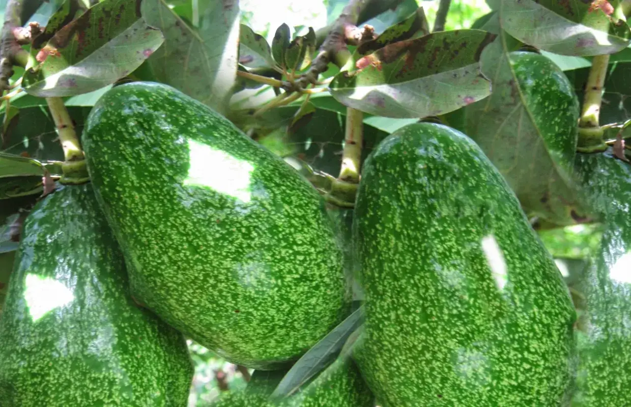 Avocats verts et brillants sur un arbre, une belle récolte d'avocatier en France.