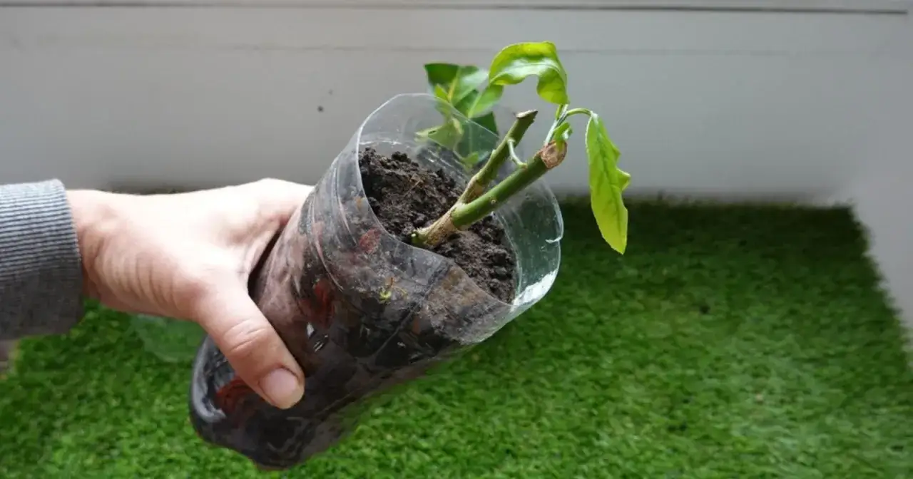 Main d'une personne tenant une bouture de citronnier dans un pot en plastique recyclé.