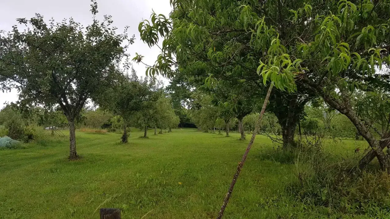 Un verger verdoyant avec des arbres fruitiers align&eacute;s. L'un d'eux pourrait &ecirc;tre l'arbre fruitier le plus rentable, promettant une r&eacute;colte abondante.