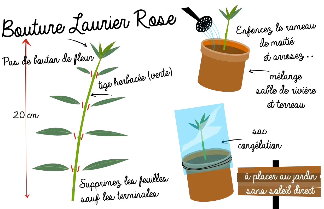 Illustration montrant comment préparer une bouture de laurier rose. Une tige est coupée, puis mise en pot et protégée.