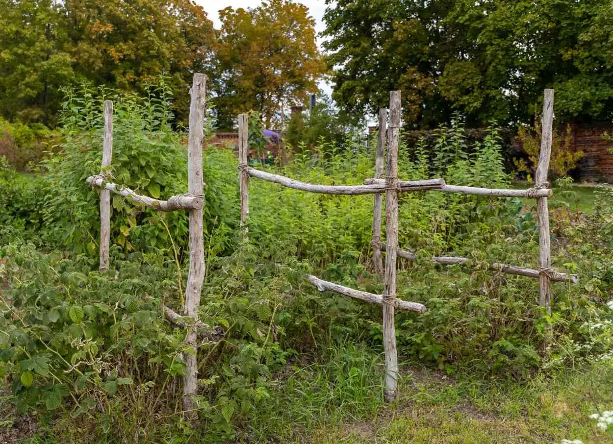 Structure rustique en bois pour soutenir des framboisiers. Une belle id&eacute;e tuteur framboisier pour un jardin naturel.
