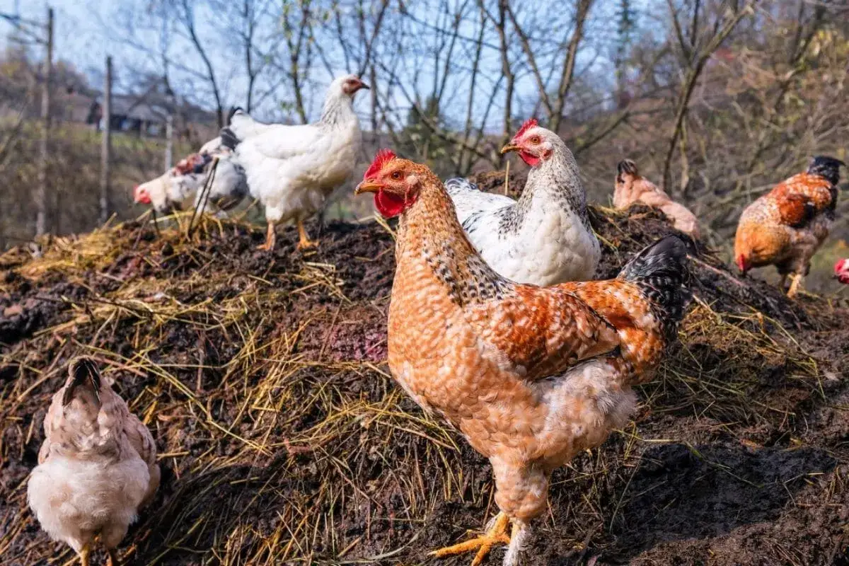 Plusieurs poules picorent sur un tas de fumier de poule, un engrais naturel pour le jardin.